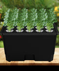 Hydroponic Growing Box For Home And Small Farm Soilless Cultivation System With 15 Pod Kit ABS Construction on a table.