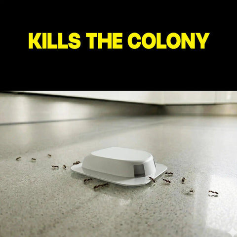 Pro Grade Indoor Ant Colony Buster Bait Stations For Households That Straight Up Wipe Out Worker Ants And Queen Dependable Gel Formula Lasts Up To Three Months Child Resistant Twist Lock Eight Count Kit with ants and bait station on floor.