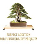 Bonsai tree on wood platform with 2 Inch Antique Brass Caster Wheels With Brake Set Of 4 For Furniture And DIY Projects