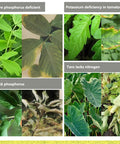Collage showing nutrient deficiencies in plants: peanuts, tomatoes, apples, taro lacking nutrients, ideal for 7 In 1 Soil Tester Digital PH Meter For Soil Moisture Temperature NPK Conductivity Backlit LCD Garden Kit.