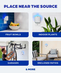 Plug And Play Flying Insect Trap Kicks Out Gnats Fruit Flies And Pesky Moths Zero Chemical Indoor Bug Catcher near fruit bowls and indoor plants.