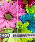 Comparison of flowers under 70 CRI and 90 CRI lighting, showing vibrant colors under LED PAR38 Long Neck Spotlight Bulb 15W