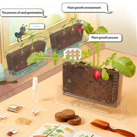 Kid Friendly Plant Growth Kit With Transparent Window For Window Garden See Roots Grow Vegetable Plant Observation Box Educational Science Toy For Homeschool And Classrooms Ages 6 And Up, clear plastic planter with seedlings and roots