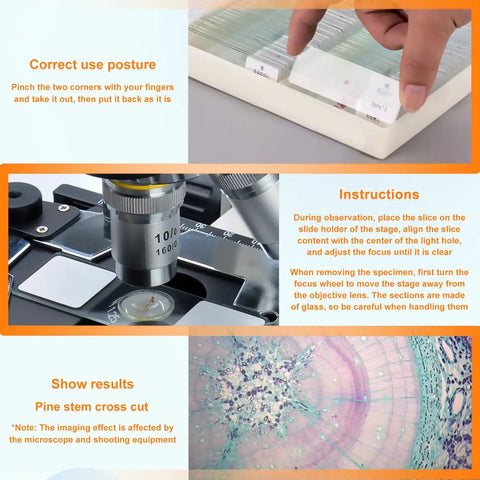30 Pack Microscope Slides With Specimens, Glass Prepared Slides Set For Lab, Class, And Home Microscope Fun, Ultra Clear Glass With Rounded Edges For Safe Handling, Great For Teaching, Demos, And Research Projects showing slide use and pine stem cross cut