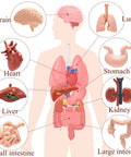 Diagram of human anatomy with labeled organs in the 8 Pack Mini Human Body Organ Models For Kids And Students, 3D Realistic Anatomy Set.
