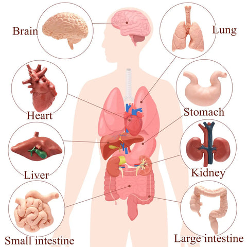 Diagram of human anatomy with labeled organs in the 8 Pack Mini Human Body Organ Models For Kids And Students, 3D Realistic Anatomy Set.