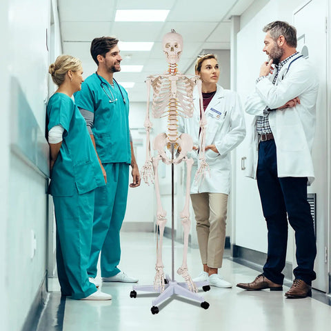 Life Size Human Skeleton Model, 70.8 Inches Tall, Movable Arms and Legs, Detailed Nervous System on Rolling Stand with doctors
