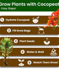 Steps to grow plants with cocopeat using Beginner Friendly Five Varieties Japanese Bonsai Seed Kit for Indoor Gardening.
