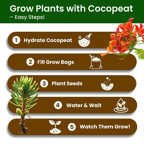 Steps to grow plants with cocopeat using Beginner Friendly Five Varieties Japanese Bonsai Seed Kit for Indoor Gardening.