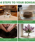 4-step guide to using Beginner Bonsai Kit With Five Seed Packets Five Grow Pots And Essential Tools For Indoor Bonsai Growth