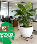 Plant on 2 pack plant caddies with 360 degree lockable smooth sliding wheels for indoor outdoor use, in an office setting.
