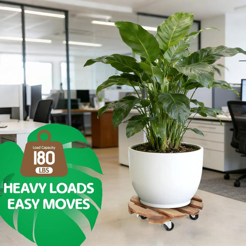 Plant on 2 pack plant caddies with 360 degree lockable smooth sliding wheels for indoor outdoor use, in an office setting.