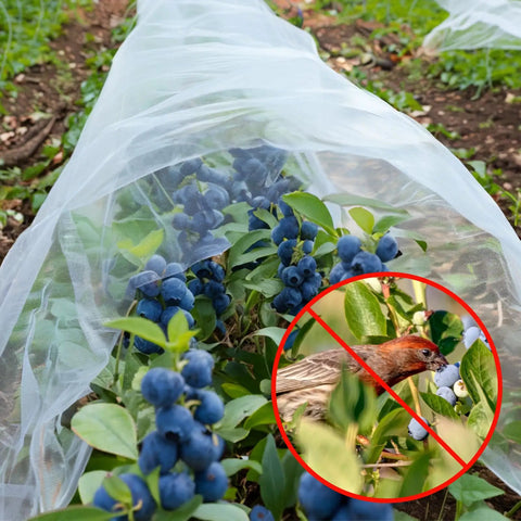 Ultra Fine Garden Netting 10 By 50 Feet For Raised Beds And All Veggies Mosquito And Pest Barrier Mesh Protects Blueberries Fruits Flowers Shrubs And Crops From Birds And Insects covering blueberry plants