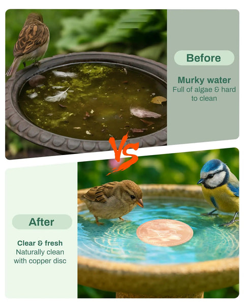 Comparison of birdbaths, before with murky water, after with Pure Copper Bird Bath Purification Disk With Solar Power Heater Deicer For Outdoor Baths Keeps Water Clean And Bird Safe, No Fuss Rust Resistant Cage Hanging Bowl Or Deck Railing Warmer Weatherproof Fountain Station in clean water.