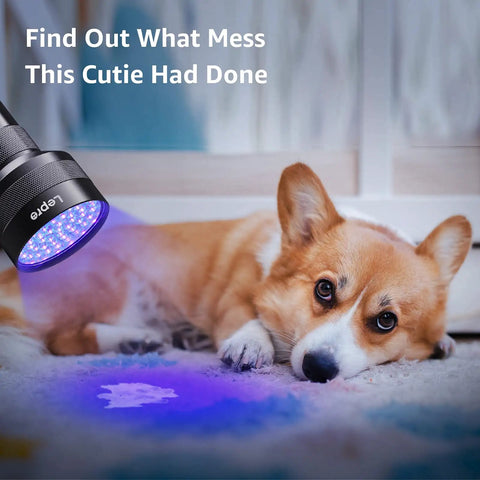 51 LED UV Light Handheld Blacklight 395nm Ultraviolet Flashlight revealing pet urine stain near corgi on carpet