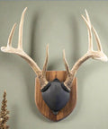 Solid Walnut Antler Display Kit For Whitetail And Mule Deer, Modern Man Cave Ready Wall Mount With Easy Assembly, mounted view