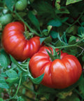 SteakHouse Hybrid Beefsteak Tomato Seeds For The Backyard Gardener Huge 3 Lb Fruits Non GMO Indeterminate Vines Easy Grow