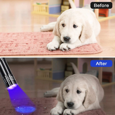 Before and after images using Lit 40 Pack UV Flashlights Mini Black Light to detect pet urine stains on carpet with a puppy on it.