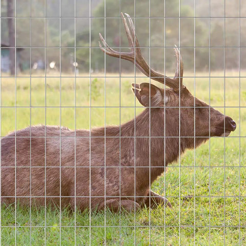 Image of a deer lying on grass behind a Welded Wire Fence Roll 36 Inch By 50 Foot Galvanized Hardware Cloth 14 Gauge Mesh