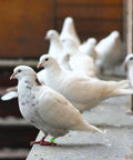 White pigeon wearing a green 8mm leg band with number 28, part of 100 Pack 8mm Colorful Readable Leg Bands For Baby Chick And Small Birds