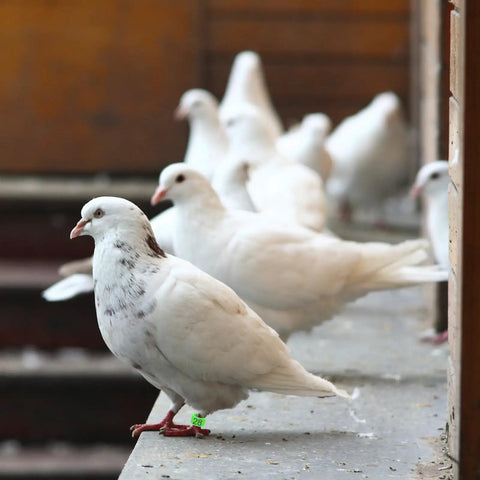 White pigeon wearing a green 8mm leg band with number 28, part of 100 Pack 8mm Colorful Readable Leg Bands For Baby Chick And Small Birds