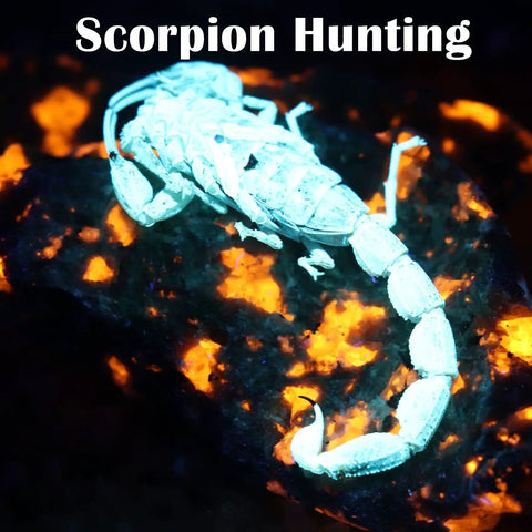 Scorpion illuminated by Five LED S5 UV Flashlight With Crazy Bright Ultra Beam Black Light For UV Resin Curing Rockhounding Pet Urine Detection Scorpion Hunting And 365NM Visibility In Dark Rooms.