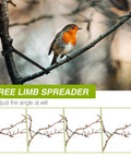 100 Pack Black Fruit Tree Limb Spreaders For Strong Branch Spreading And Crotch Angles Plastic Bonsai Trunk And Stem Trainer Tools For Potted Trees And Small Orchard Plants installed on tree with bird, showing branch adjustment.