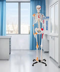 Life Size Human Skeleton Model With Spinal Nerves, Muscle Insertion And Origin Points, Removable Calvarium And Legs in anatomy lab