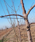 Five Piece Fruit Tree Limb Spreader Set For Branch Support And Training Iron Tree Branch Straighteners in use on orchard tree