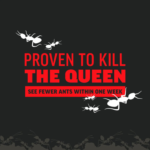 Ant Killer For Outdoor Home Perimeter 24 Oz Black Label Kills 25 Ant Species Including Carpenter Argentine Odorous House Pavement Pharaoh Ants Use Any Time Ants Are Active Best When Cool Early Morning Or Evening Proven to kill the queen graphic with ants on black background