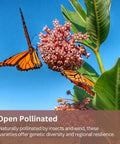Native Milkweed Variety Pack For Monarch Gardens With Five Essential Species Including Common, Showy, Pink Swamp, Narrowleaf, And Orange Butterfly Milkweed Seeds Non GMO Wildflower Mix For Pollinators shown with monarch butterflies feeding on blossoms.