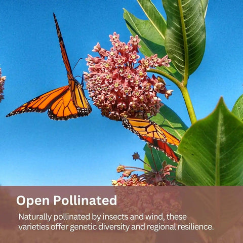 Native Milkweed Variety Pack For Monarch Gardens With Five Essential Species Including Common, Showy, Pink Swamp, Narrowleaf, And Orange Butterfly Milkweed Seeds Non GMO Wildflower Mix For Pollinators shown with monarch butterflies feeding on blossoms.