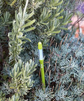 Two Pack Green Aquameter Plant Moisture Sensor Pens For In Soil Leave-In Moisture Meter That Stays Put Ideal For 6 To 12 Inch Pots Large Size Continuous Readouts For Healthy Plants For Busy Plant Parents, green moisture pen in shrub soil