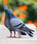 Two pigeons wearing Open Aluminum Bird Leg Rings For Pigeons Parrots Doves And More Mixed Colors 50 Pack Lightweight Identification Tags.