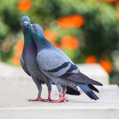 Two pigeons wearing Open Aluminum Bird Leg Rings For Pigeons Parrots Doves And More Mixed Colors 50 Pack Lightweight Identification Tags.