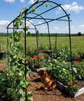 63 Inch Long 80 Inch Tall Garden Arch Arbor For Climbing Vines Heavy Duty Metal Trellis With Nylon Netting in a garden setting