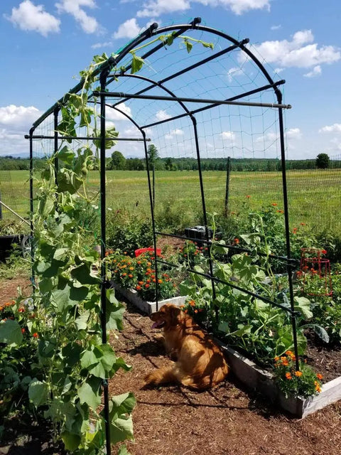 63 Inch Long 80 Inch Tall Garden Arch Arbor For Climbing Vines Heavy Duty Metal Trellis With Nylon Netting in a garden setting