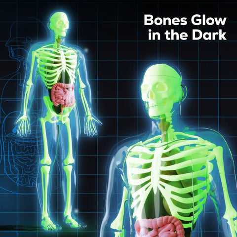 Glow In The Dark Skeleton Model Kit For Hands On Interactive Anatomy Practice 40 Piece Science Toy For Kids Ages 8 Plus.