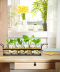 Tabletop Plant Propagation Station With Metal Stand Retro Glass Terrarium For Propagating Hydroponic Cuttings Five Jar Set on desk