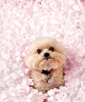 Solid Antistatic Packing Peanuts In Bulk Six Cubic Feet Of Super Snug White Cushioning with a small dog in pink filling.