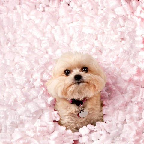 Solid Antistatic Packing Peanuts In Bulk Six Cubic Feet Of Super Snug White Cushioning with a small dog in pink filling.