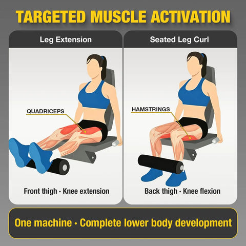 Illustration of 2-In-1 Seated Leg Extension And Leg Curl Machine For Home Gyms showing targeted muscles quadriceps and hamstrings.