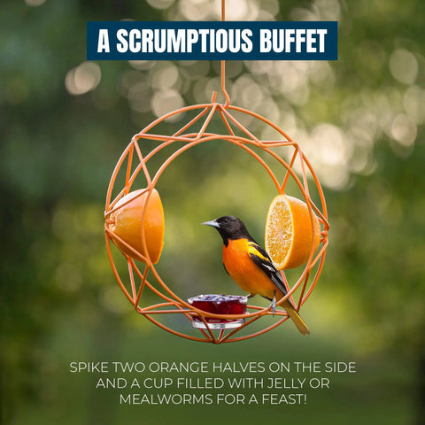 Oriole Bird Feeder Outdoor Baltimore Oriole Jelly And Orange Metal Feeder With Sun Design And Bright UV-Resistant Powder Coated Steel Open Top Hook Easy To Hang Anywhere