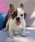 Pink LED Neon Dog Sign For Wall Decor So Cute French Bulldog Night Light USB Powered Glow featuring a real French bulldog