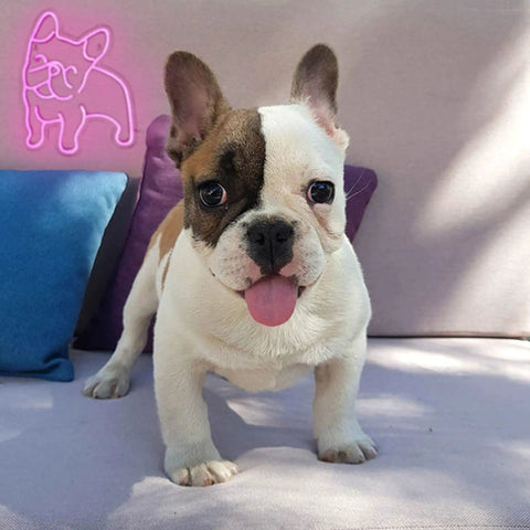 Pink LED Neon Dog Sign For Wall Decor So Cute French Bulldog Night Light USB Powered Glow featuring a real French bulldog
