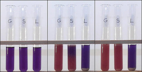 Test tubes with glucose, sucrose, lactose solutions for Cellular Respiration Lab Kit For Hands On Science Classrooms Yeast Fermentation.