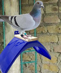 Racing pigeon atop Eight-Piece Pigeon Perches For Racing Pigeons And Birds, Lightweight Plastic Dove Rest Stand, blue.