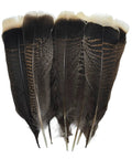 Natural Turkey Tail Feathers 12 Pack Long 8 To 10 Inches Bulk Feathers for Crafts and DIY Projects Essentials.