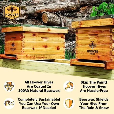 Wax Coated Beehive Kit With 2 Deep Brood Boxes, 1 Medium Super in durable fir wood, telescoping top cover visible outdoors.