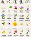 Diagram of 40 Medicinal And Tea Herb Seeds Variety Pack For Indoor And Outdoor Gardens Windowsill Friendly Heirloom USA Grown Non GMO Herbal Seeds